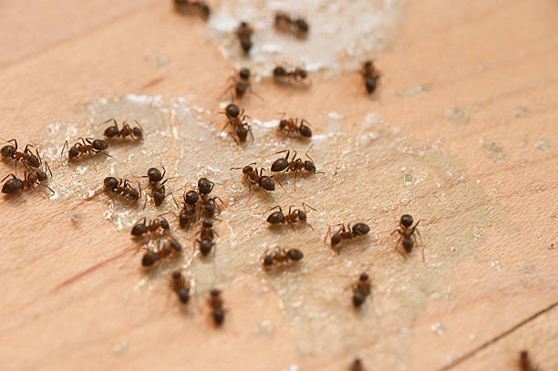 Best Pest Control Near Me  in Brown City, MI